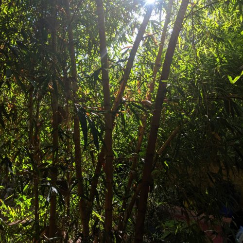 Majorelle Garden